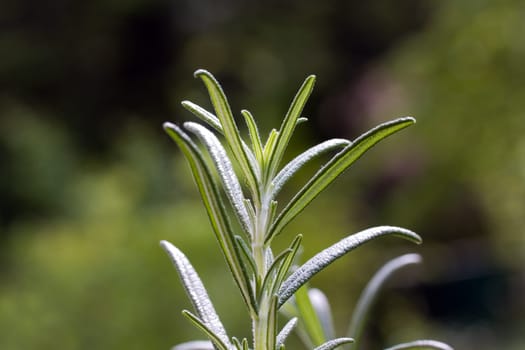 Rosemary,Macro