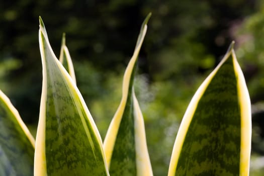 Agave,agavaceae graciosa