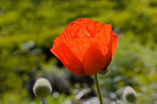 Red Poppy