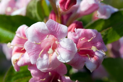 Apple blossom