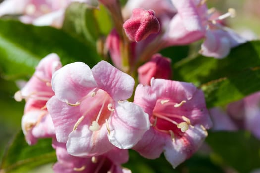 Apple blossom