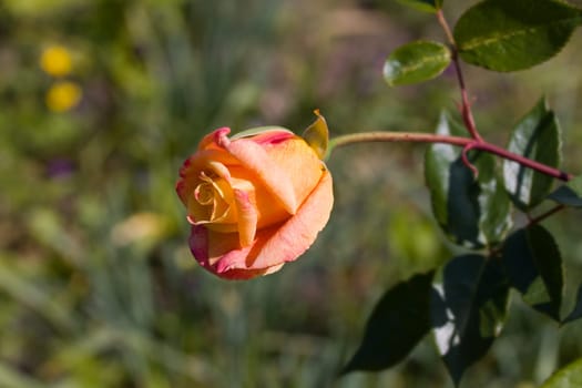 Rose in Orange