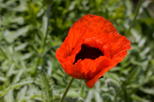 Red Poppy