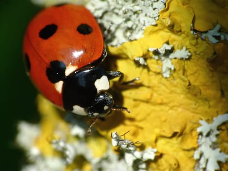 Ladybug ,Coccinella septempunctata