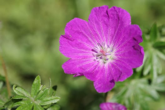Stork's bill,geranium