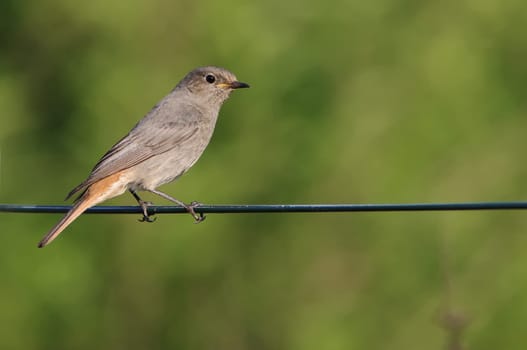 Redstart,Phoenicurus phoenicurus