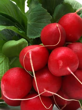Radish
