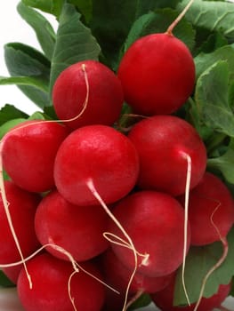 Radish