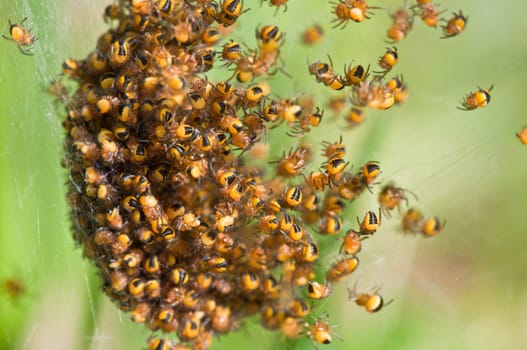Cross Spiders Babies - Araneus