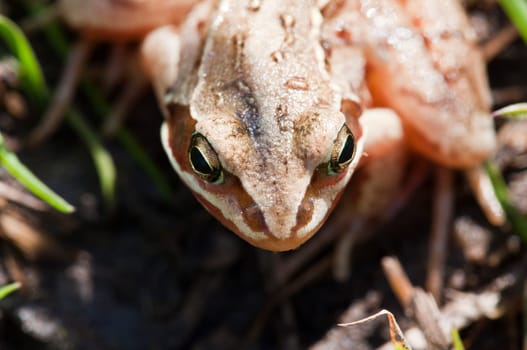 Common Frog - Rana temporaria