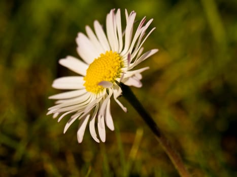 Daisy