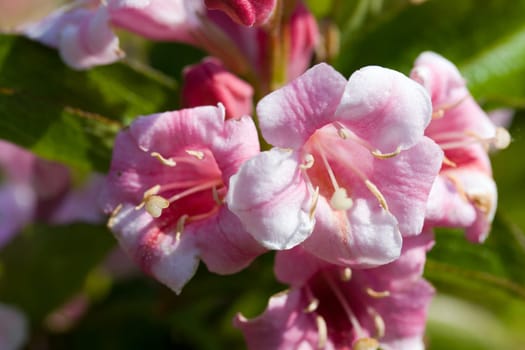 Apple blossom