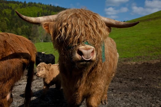 the bull of .............
