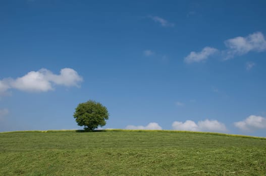 tree without christmas