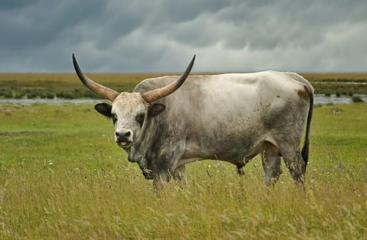 Steppe cattle