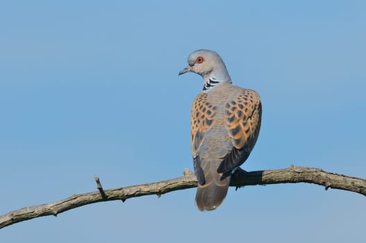 Turtle dove