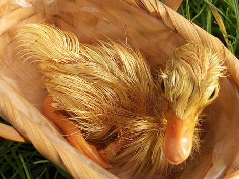Little duckling still wet from hatching