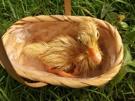 Little Duckling