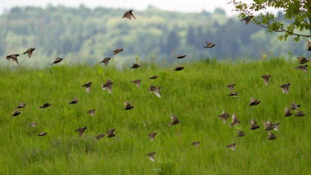 Flock of birds
