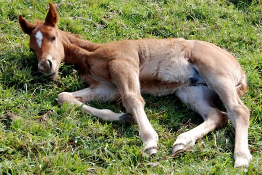 Foal tired