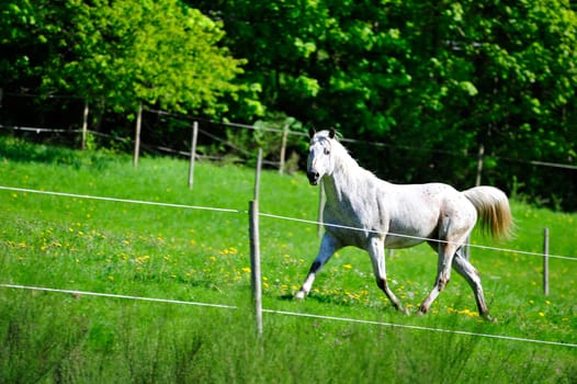 Stallion