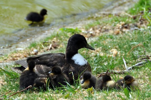 Duck family