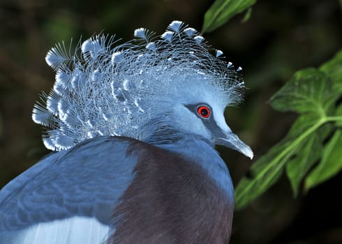 Fan pigeon