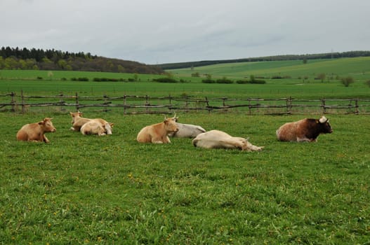 Cattle in the Harz Mountains