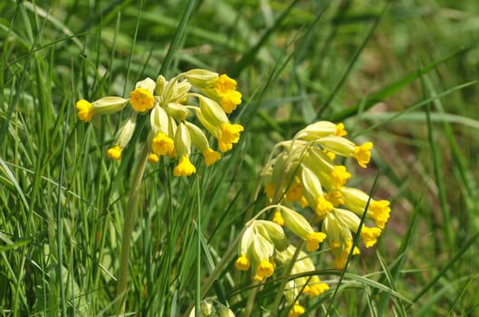 REAL KEYFLOWER