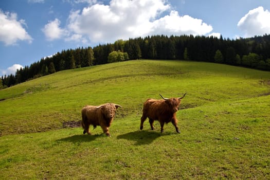 Highland cattle..........................