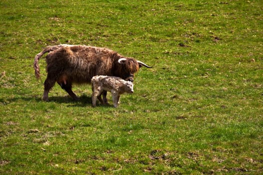 3 hour old Highland beef