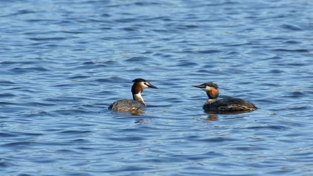 Two Great Crested Grebes