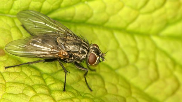 Muscidae sp