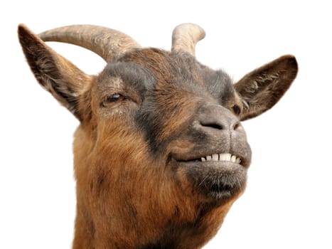 When goats grin