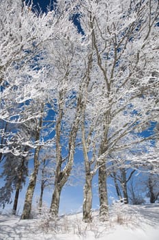 Trees with hoarfrost