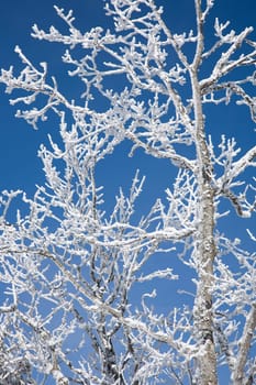 Hoarfrost