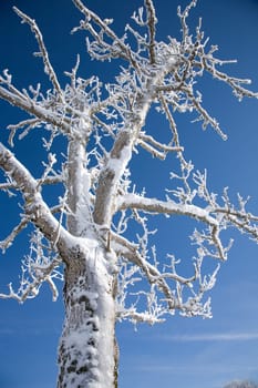 Hoarfrost