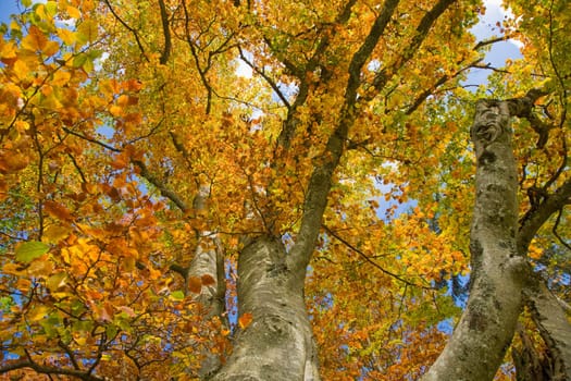 Autumn Colors