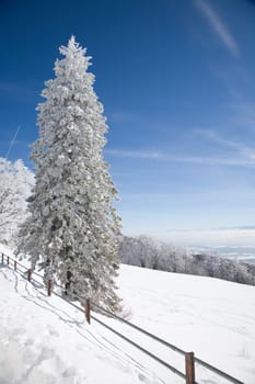 snowy tree