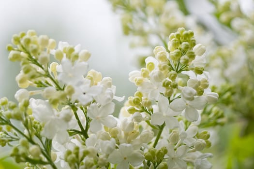 white lilac