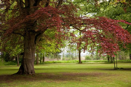 Common beech
