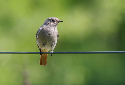Redstart,Phoenicurus phoenicurus