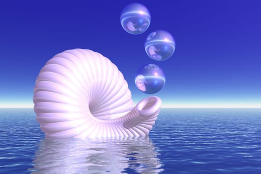 white shell with air bubbles