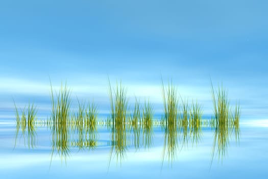 Grass with reflection