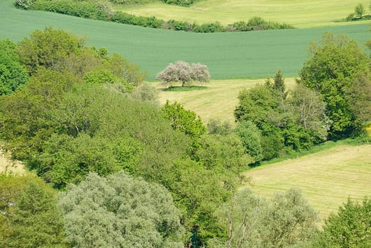 green 1