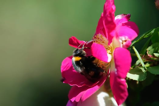 bumblebee 3