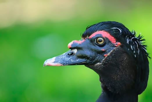 Profilduck 1