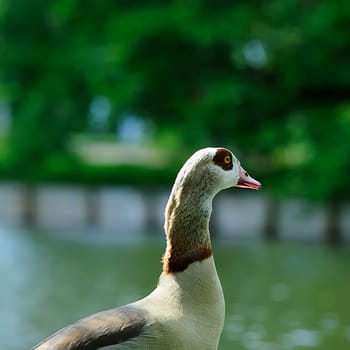 Nilgans 1