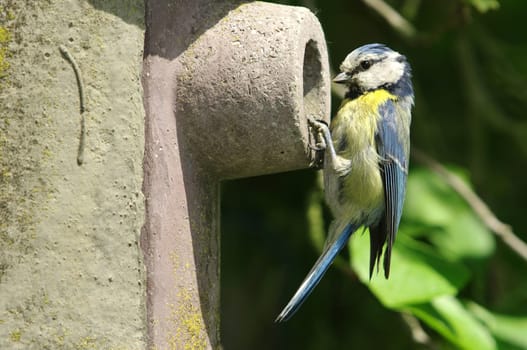Blue at the nest box