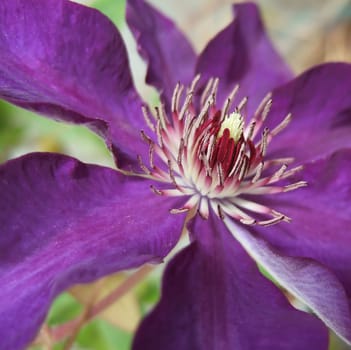 Clematis 1